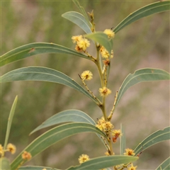 Acacia rubida (Red-stemmed Wattle, Red-leaved Wattle) at Gundaroo, NSW - 12 Sep 2024 by ConBoekel