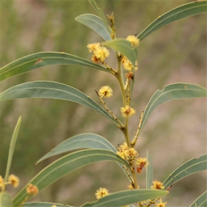 Acacia rubida at Gundaroo, NSW - 12 Sep 2024 01:08 PM