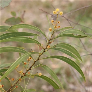 Acacia rubida at Gundaroo, NSW - 12 Sep 2024 01:08 PM