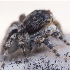 Euophryinae sp. (Rockhopper) undescribed at Denman Prospect, ACT - 14 Sep 2024