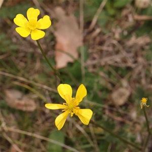 Ranunculus lappaceus at Gundaroo, NSW - 12 Sep 2024