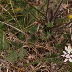 Ranunculus lappaceus at Gundaroo, NSW - 12 Sep 2024