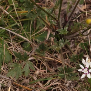 Ranunculus lappaceus at Gundaroo, NSW - 12 Sep 2024