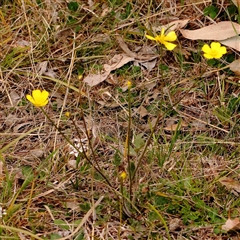 Ranunculus lappaceus at Gundaroo, NSW - 12 Sep 2024