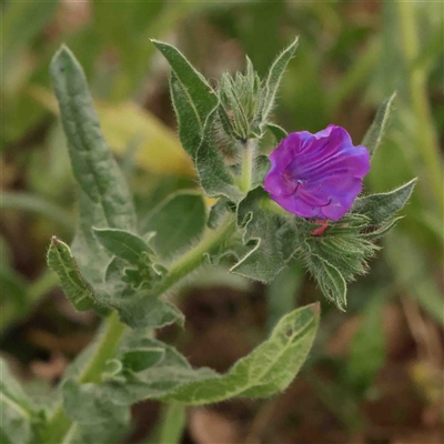 Echium plantagineum (Paterson's Curse) at Gundaroo, NSW - 12 Sep 2024 by ConBoekel