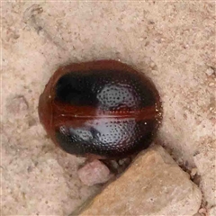 Dicranosterna immaculata (Acacia leaf beetle) at Gundaroo, NSW - 12 Sep 2024 by ConBoekel