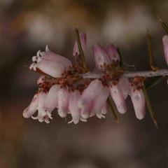 Lissanthe strigosa subsp. subulata (Peach Heath) at Gundaroo, NSW - 12 Sep 2024 by ConBoekel