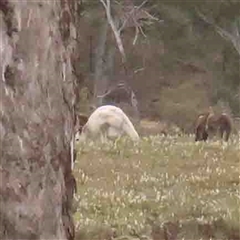 Macropus giganteus (Eastern Grey Kangaroo) at Gundaroo, NSW - 12 Sep 2024 by ConBoekel