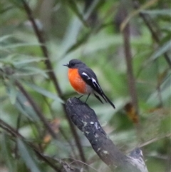 Petroica phoenicea (Flame Robin) at Reidsdale, NSW - 14 Sep 2024 by Csteele4