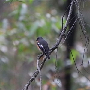 Petroica phoenicea at Reidsdale, NSW - 14 Sep 2024 03:15 PM