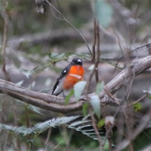 Petroica phoenicea at Reidsdale, NSW - 14 Sep 2024 03:15 PM