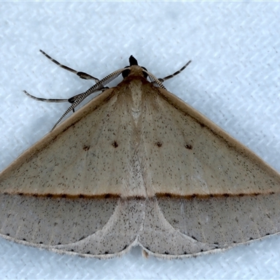 Epidesmia tryxaria (Neat Epidesmia) at Bulli, NSW - 13 Sep 2024 by jb2602