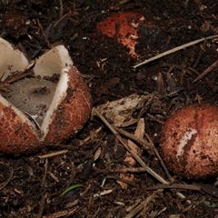 Geastrum sp. (genus) (An earthstar) at Freshwater Creek, VIC - 18 Jul 2021 by WendyEM