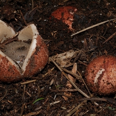 Geastrum sp. (genus) (An earthstar) at Freshwater Creek, VIC - 18 Jul 2021 by WendyEM