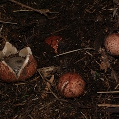 Geastrum sp. (genus) at Freshwater Creek, VIC - 18 Jul 2021 05:34 PM