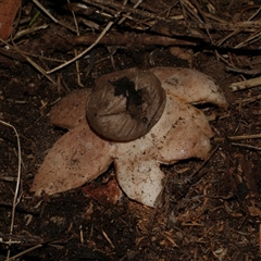 Geastrum sp. (genus) at Freshwater Creek, VIC - 18 Jul 2021 05:34 PM