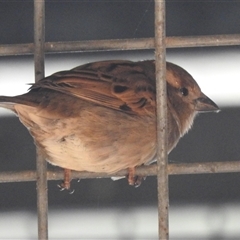 Passer domesticus at Kambah, ACT - 14 Sep 2024 09:09 AM