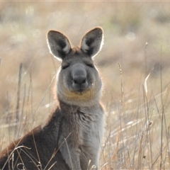 Macropus giganteus (Eastern Grey Kangaroo) at Kambah, ACT - 13 Sep 2024 by HelenCross