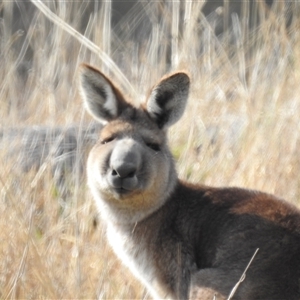 Macropus giganteus at Kambah, ACT - 14 Sep 2024 09:16 AM