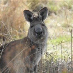 Macropus giganteus at Kambah, ACT - 14 Sep 2024 09:16 AM