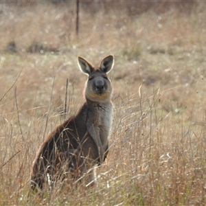 Macropus giganteus at Kambah, ACT - 14 Sep 2024 09:16 AM