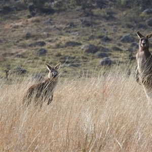 Macropus giganteus at Kambah, ACT - 14 Sep 2024 09:16 AM