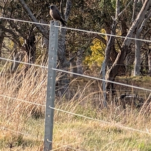 Artamus cyanopterus at Yarralumla, ACT - 14 Sep 2024 03:51 PM