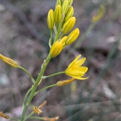 Bulbine glauca (Rock Lily) at Kambah, ACT - 14 Sep 2024 by HelenCross