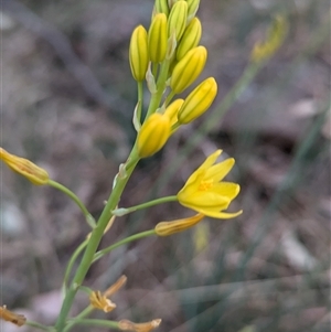 Bulbine glauca at Kambah, ACT - 14 Sep 2024