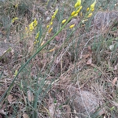 Bulbine glauca at Kambah, ACT - 14 Sep 2024