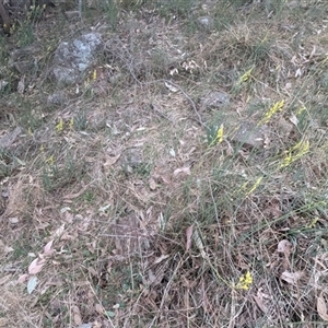 Bulbine glauca at Kambah, ACT - 14 Sep 2024 05:37 PM