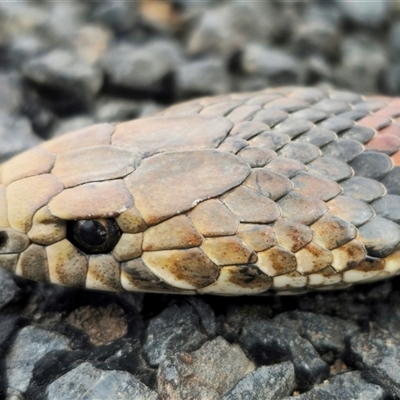 Austrelaps ramsayi (Highlands Copperhead) at Reidsdale, NSW - 14 Sep 2024 by Csteele4