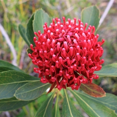 Telopea speciosissima (NSW Waratah) at Ulladulla, NSW - 14 Sep 2024 by Clarel