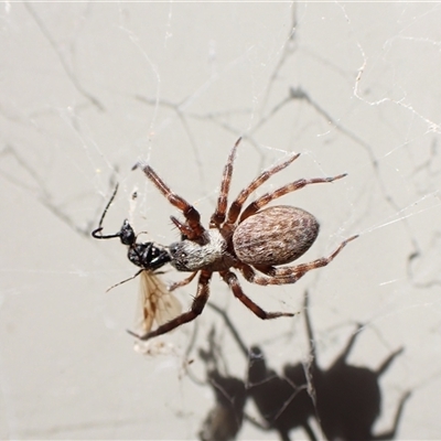 Badumna longinqua (Grey House Spider) at Cook, ACT - 11 Sep 2024 by CathB