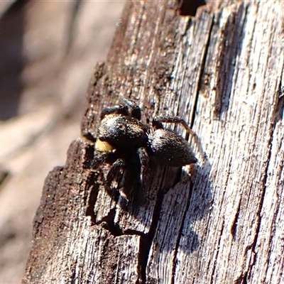 Salticidae sp. 'Golden palps' (Unidentified jumping spider) at Aranda, ACT - 13 Sep 2024 by CathB