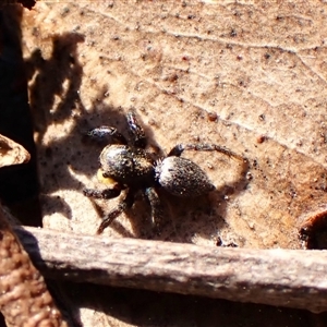 Salticidae sp. 'Golden palps' at Aranda, ACT - 13 Sep 2024