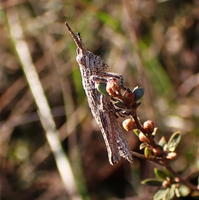 Coryphistes ruricola at Aranda, ACT - 10 Sep 2024 by CathB