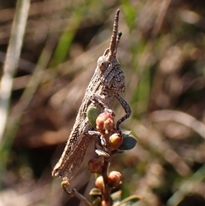 Unidentified at suppressed - 10 Sep 2024