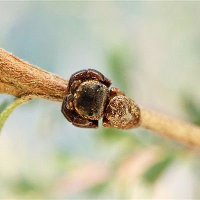 Simaethula sp. (genus) (A jumping spider) at Cook, ACT - 7 Sep 2024 by CathB