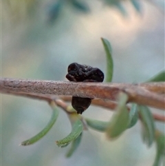 Simaethula sp. (genus) at Cook, ACT - 7 Sep 2024