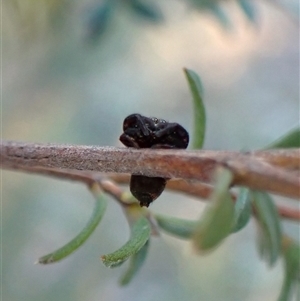 Simaethula sp. (genus) at Cook, ACT - 7 Sep 2024