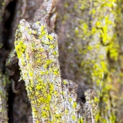 Chrysothrix sp. (genus) (A gold dust lichen) at Nicholls, ACT - 14 Sep 2024 by Hejor1