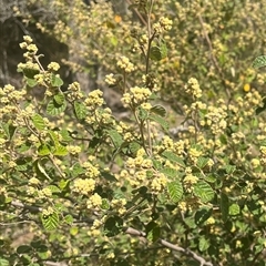 Pomaderris subcapitata at Burrinjuck, NSW - 14 Sep 2024 by sduus