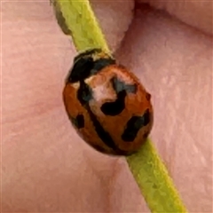 Coccinella transversalis (Transverse Ladybird) at Russell, ACT - 12 Sep 2024 by Hejor1