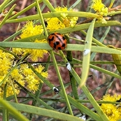 Coccinella transversalis at Russell, ACT - 12 Sep 2024