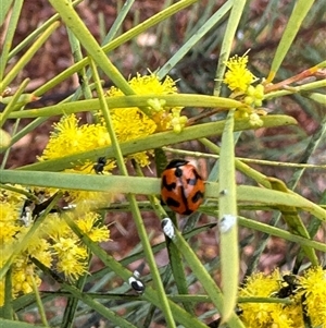 Coccinella transversalis at Russell, ACT - 12 Sep 2024