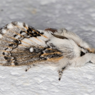 Porela delineata (Lined Porela) at Melba, ACT - 14 Sep 2024 by kasiaaus