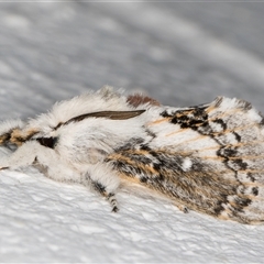 Porela delineata at Melba, ACT - 14 Sep 2024 09:14 PM