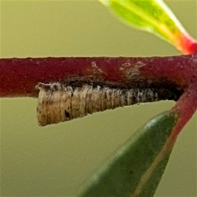 Machaerotinae sp. (family) (Tube Spittlebugs) at Russell, ACT - 13 Sep 2024 by Hejor1