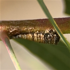 Machaerotinae sp. (family) at Russell, ACT - 13 Sep 2024